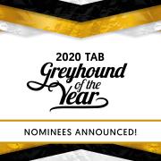2020 TAB SA Greyhound of the Year Finalists
